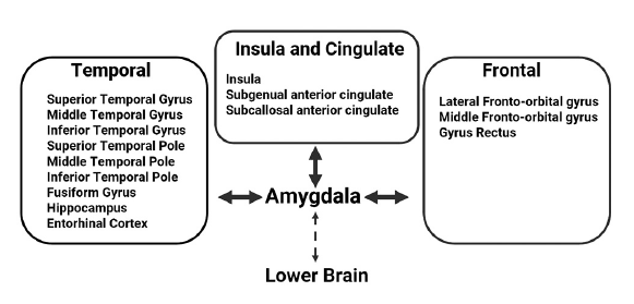 Sex differences in areas of the brain connected to the amygdala