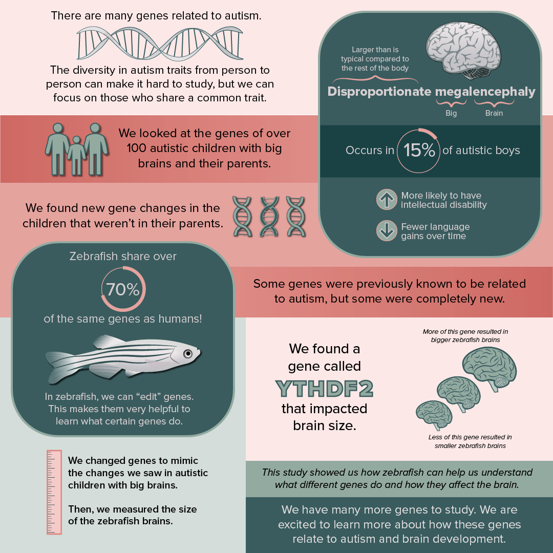 Autism, Big Brains, and Zebrafish?